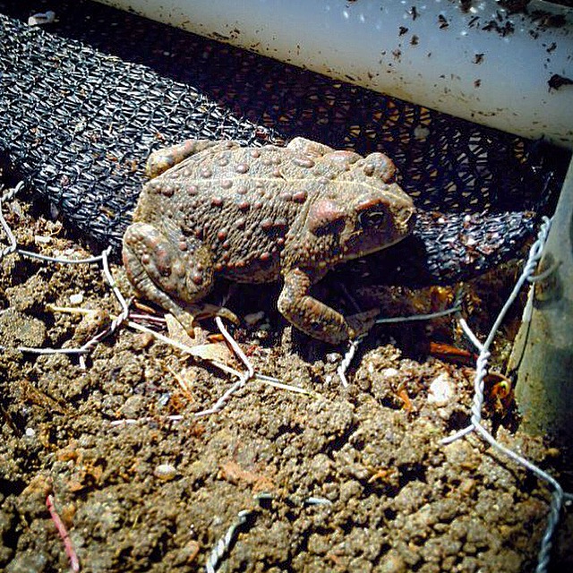 California Toad